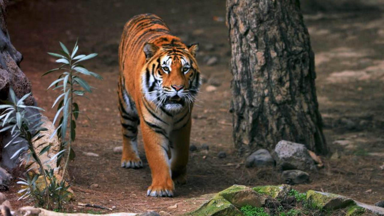 Hayvanat bahçesinde kaplan saldırısı: 1'i ağır 3 yaralı
